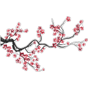 Ветка сакуры